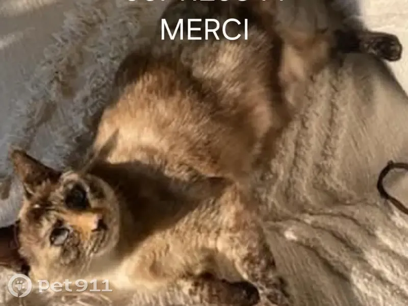 Chatte perdue écaille, 4 ans, Figeac - photo