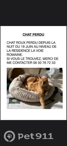 Chat roux tigré perdu, Montpellier - photo