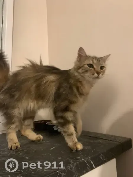 Chatte tigrée câline trouvée à Vézeronce - photo