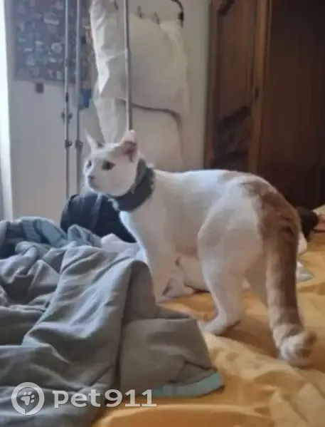Chat perdu à Étampes : blanc et roux, blessé - photo