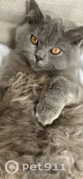 Chat gris perdu, 8 mois, Roubaix - photo