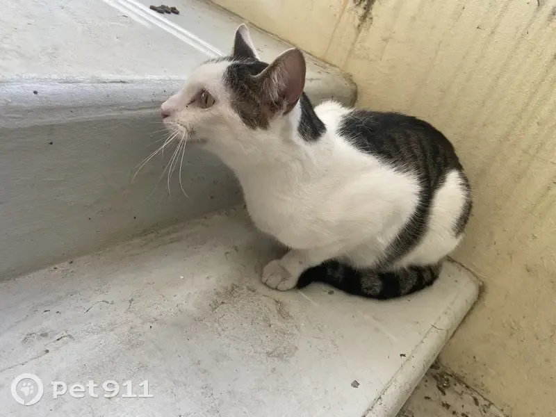 Chat blanc et tigré trouvé à Chasseneuil - photo
