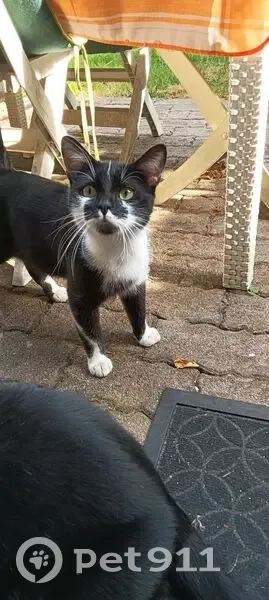 Jeune chat noir et blanc trouvé à Sucy-en-Brie - photo