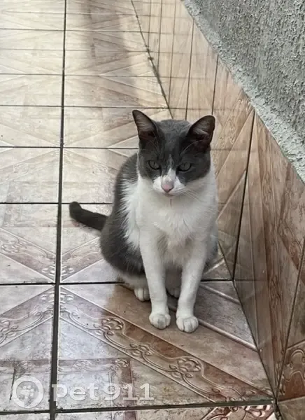 Gato desaparecido Macho (brl001061) - photo