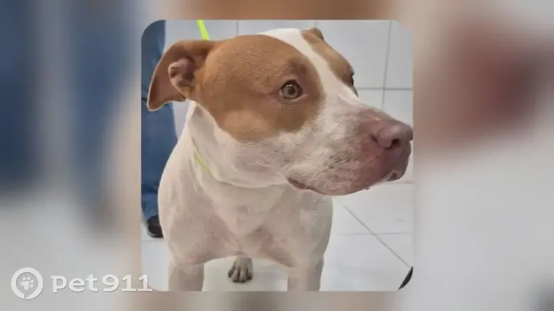 Cachorro encontrado - photo