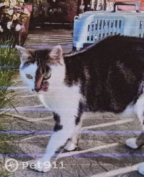 Chatte Mao perdue, pelage blanc et tigré - photo