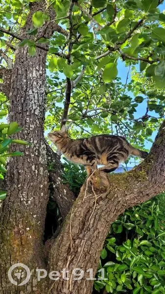 Chat tigré perdu à Julienne - photo