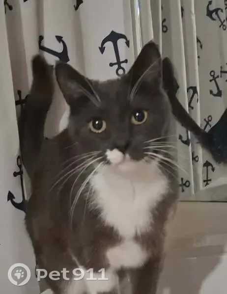 Chat perdu : Diesel, gris foncé, chaussettes blanches - photo