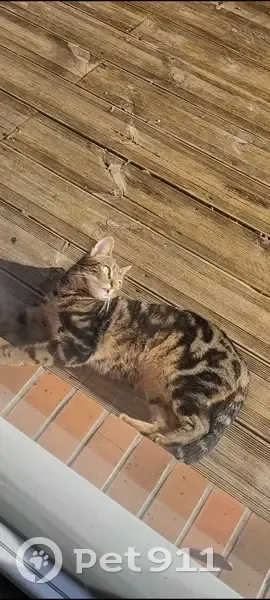 Chatte tigrée beige perdue à Méry-sur-Oise - photo
