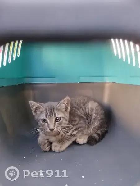 Chaton gris mâle trouvé Rue Sadi Carnot - photo