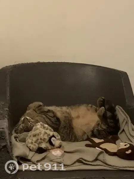 Chatte tigrée perdue à Sète, très câline - photo