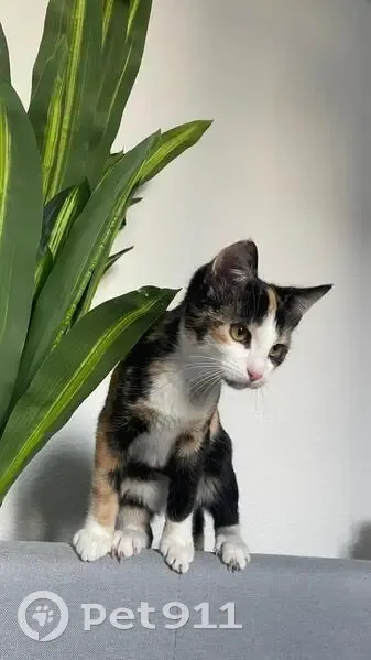 Chat d'appartement perdu à Troyes - photo