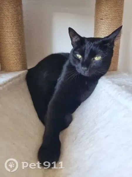 Chat noir perdu, sociable, Talence - photo