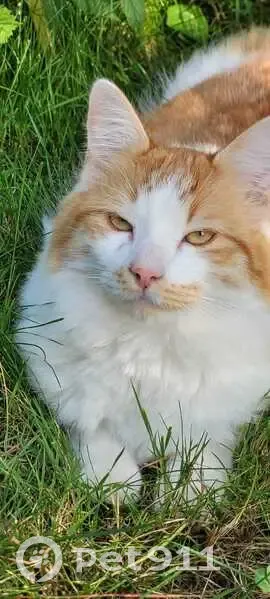 Chat roux et blanc perdu à Couëron - photo