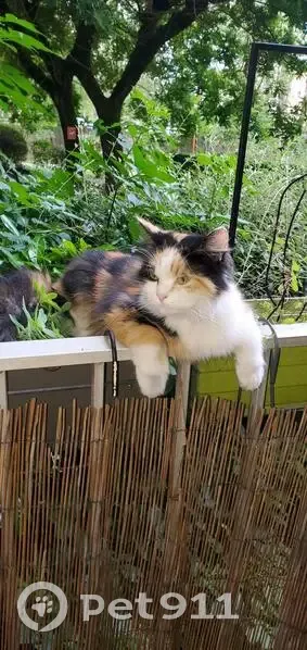 Chatte tricolore perdue à La Ravoire - photo
