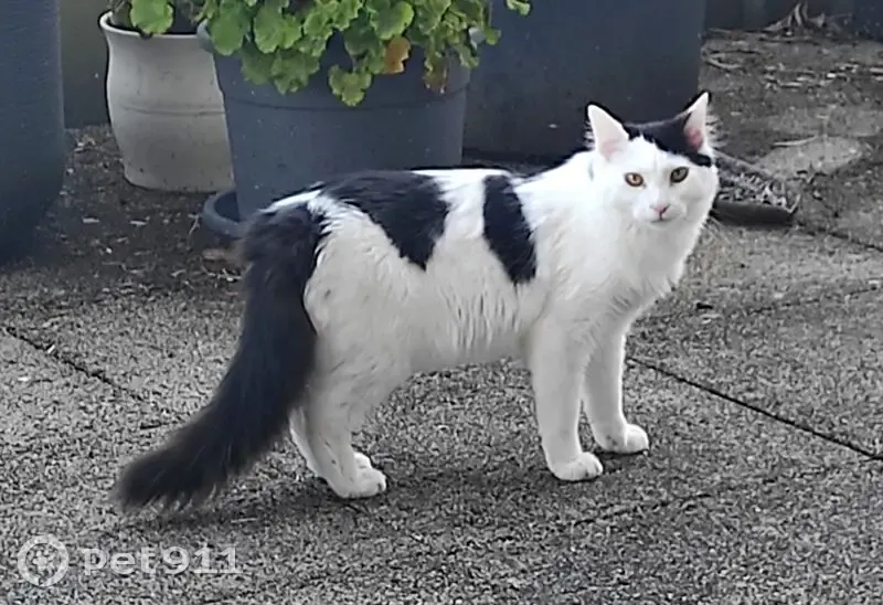 Chat perdu : blanc/noir, poil mi-long, Lorient - photo