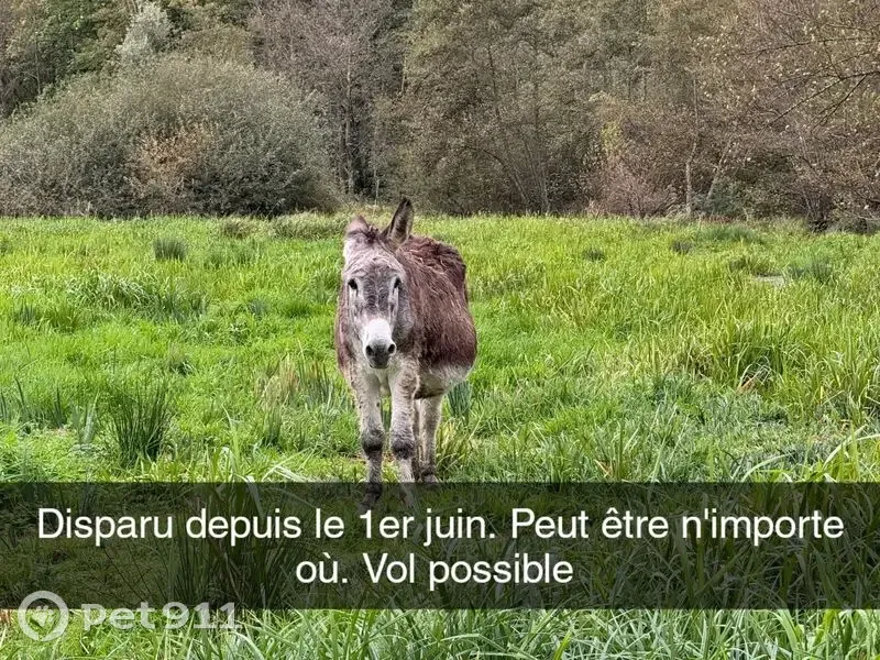 Oiseau blessé trouvé à Saint-Bonnet-de-Cray - photo