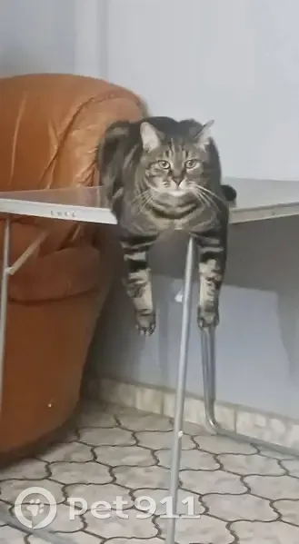 Tigrou perdu, chat craintif à Coulommiers - photo