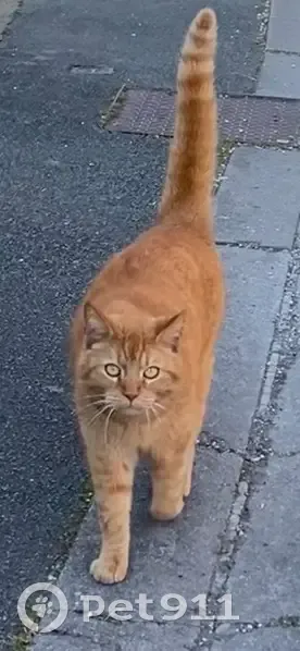 Chat roux perdu Rue de l'Abbé Cousin - photo