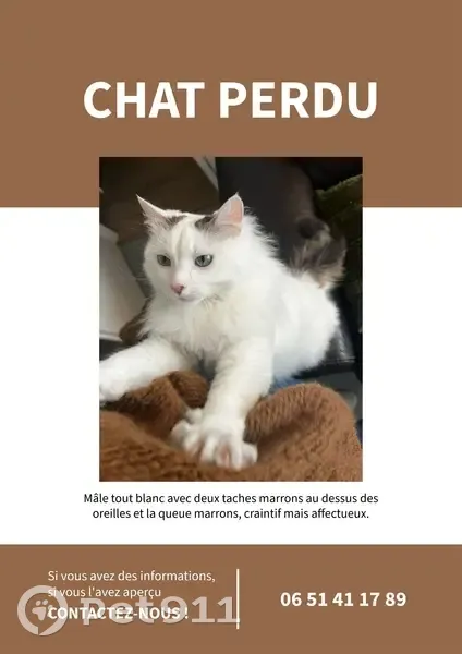 Chat blanc perdu, taches marron oreilles - photo