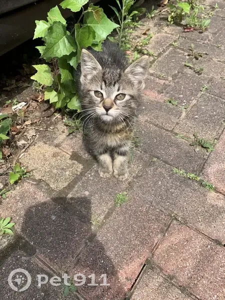 Chaton tigré trouvé à Hœnheim - photo