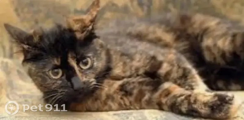 Chatte européenne malade, urgence Rue du Roselet - photo