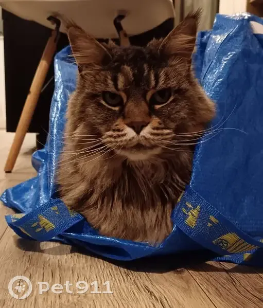 Chatte marron perdue à Rouen juin 2025 - photo