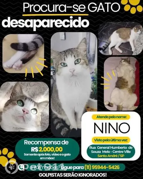 Gato desaparecido Macho (brl001064) - photo