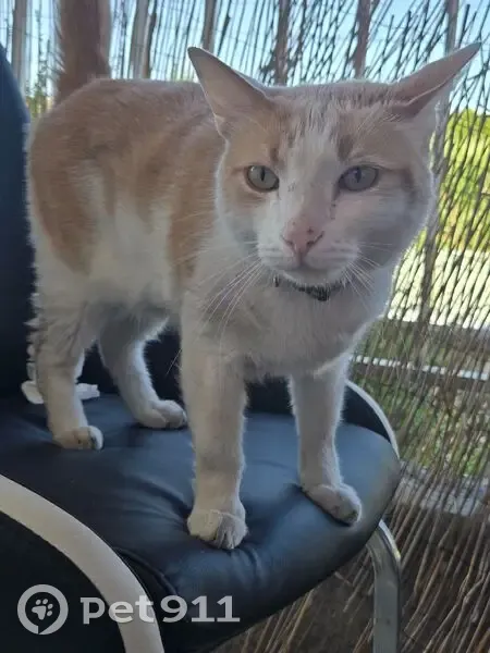 Chat mâle blanc et roux trouvé à Villiers-sur-Marne - photo