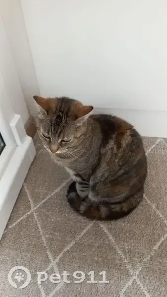 Chatte tigrée perdue à Loos, contactez Adam - photo