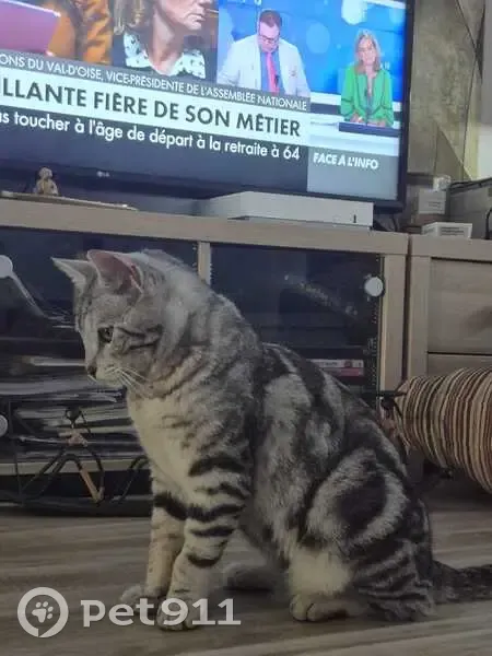 Chat perdu, castré et pucé à Pépieux - photo