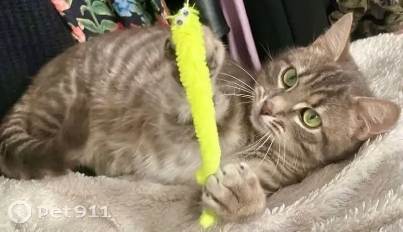Chat perdu, craintif, sans collier, Aubière - photo