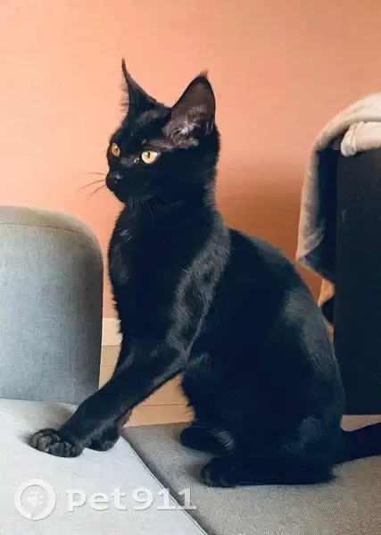 Chatte noire perdue à Gragnague - photo