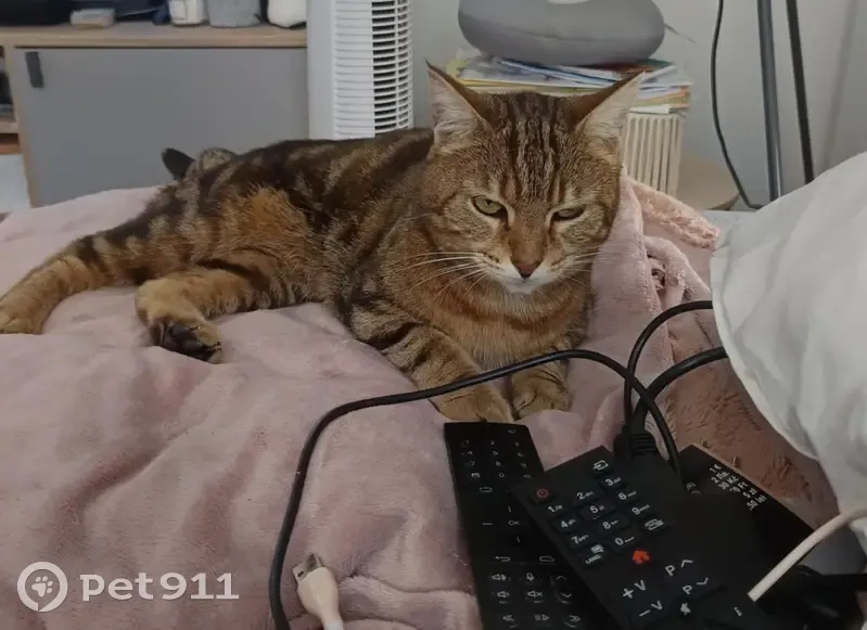 Chatte tigrée perdue à Maromme - photo
