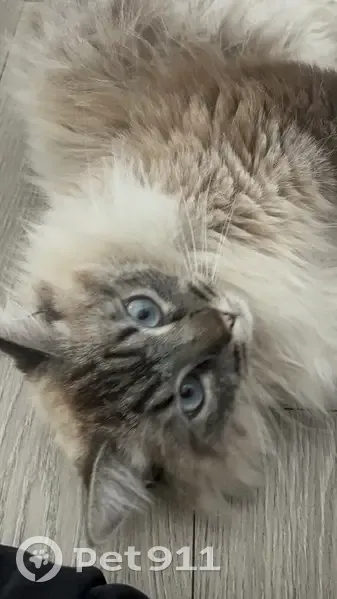 Chat perdu : Ares, mâle blanc et marron - photo
