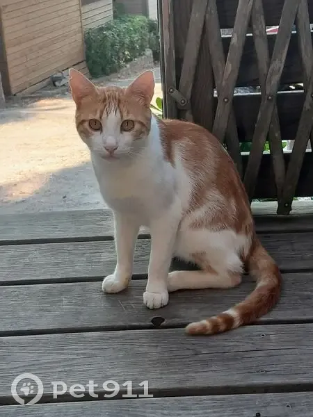 Chat errant stérilisé trouvé à Giens - photo