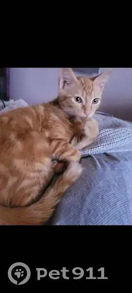 Chatte rousse perdue à Vaujours - photo
