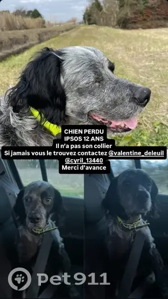 Chien perdu gris/noir, 12 ans, Noves - photo