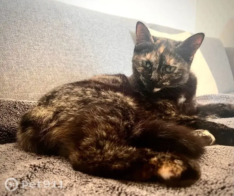 Chatte écaille perdue au Coudray - photo