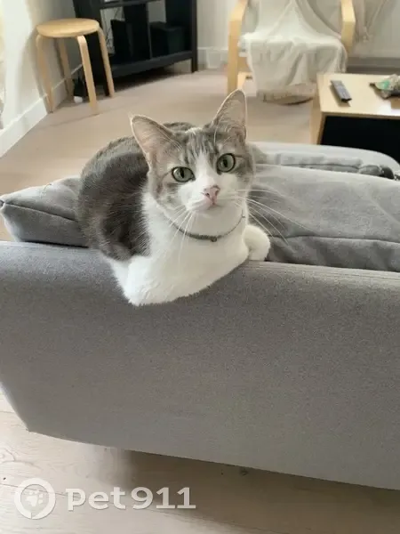 Chatte perdue à Angers, blanche et grise - photo