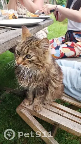 Jeune chatte perdue à Ermont, soins urgents - photo