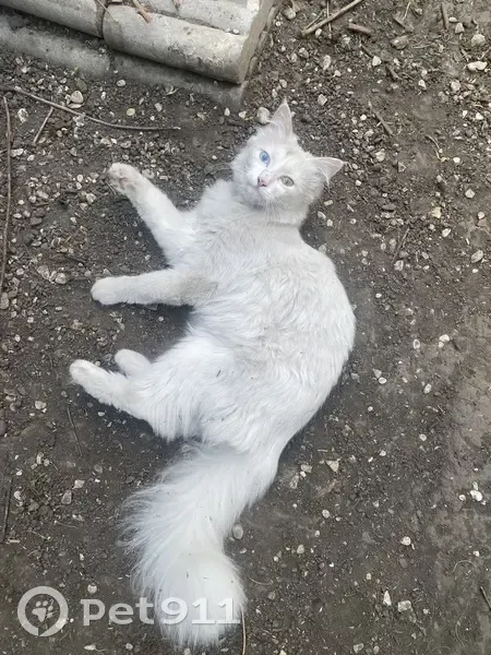 Chat blanc perdu, collier fleuri, Tourcoing - photo