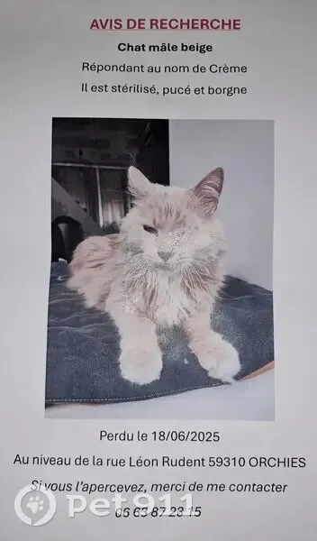 Chat beige borgne perdu à Orchies - photo