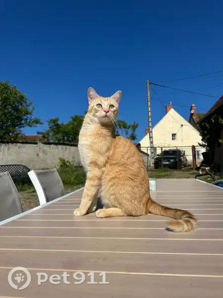 Chat roux perdu, Rue des Saulmins 21 - photo