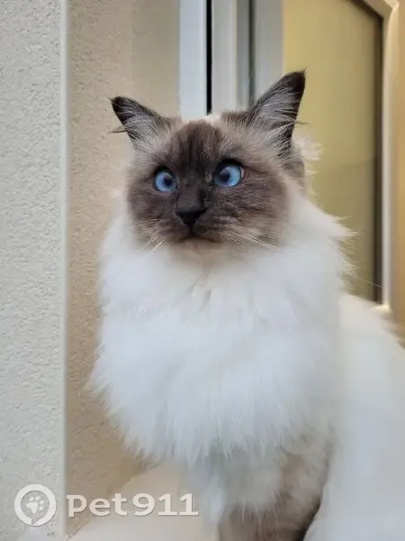 Chatte Sacrée de Birmanie perdue à Quimper - photo