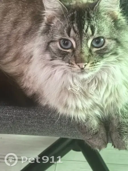 Chatte Isis perdue à Angers, quartier La Fayette - photo