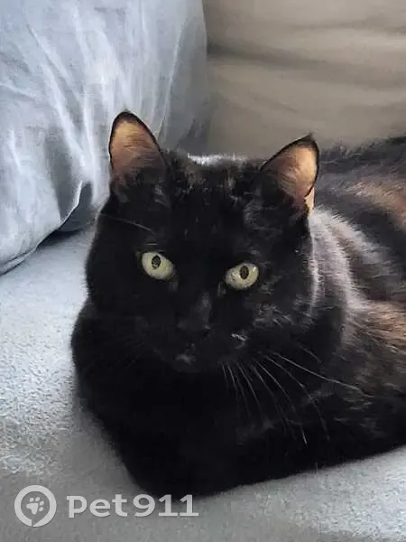 Chatte écaille perdue à Lucenay - photo