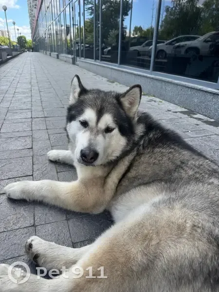 Знайдена собака на Машинобудівній, Київ - photo