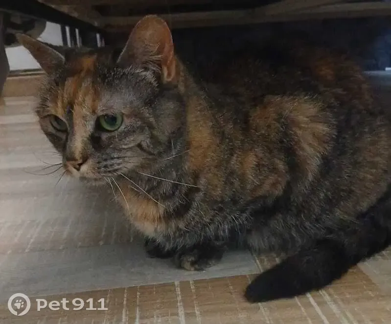 Chatte écaille perdue à Rezé/Pont-Rousseau - photo