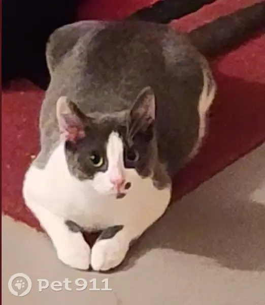 Chat perdu : Tartine, 1 an, gris et blanc - photo